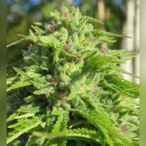 Friesland Indica (M33)