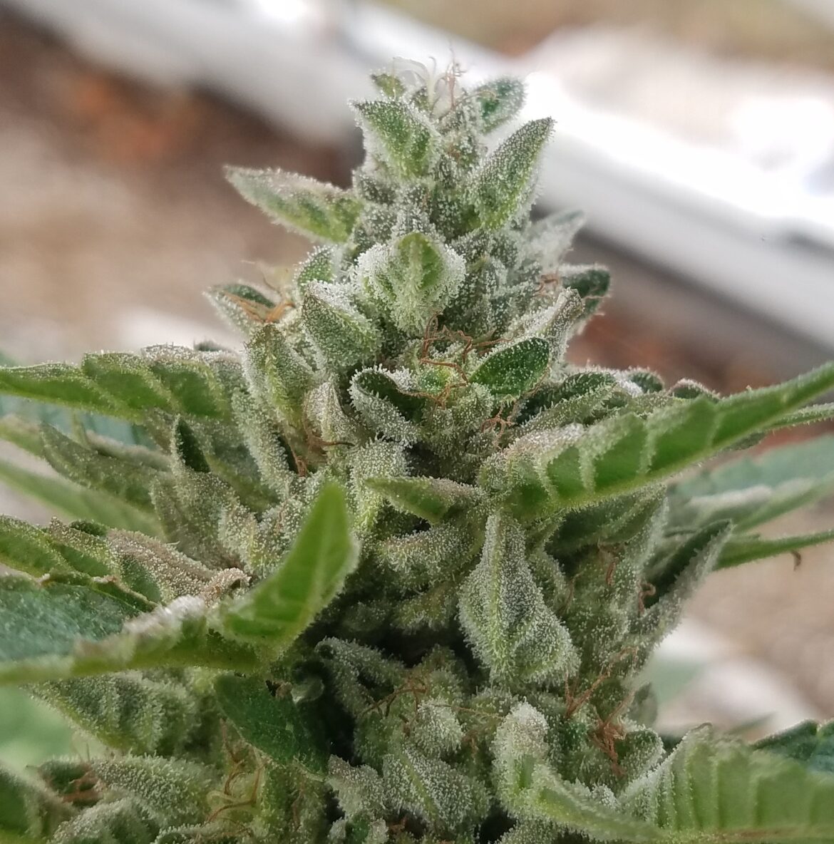 Erdpurt x Friesland (M33) Kwik Seeds