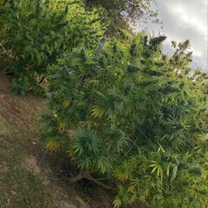 Colombia 90 x Michoacan 78 x Colombian Gold
