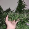 Caribbean x (Jamaican Lambsbread x Jamaican Blue Mountain) - Image 2