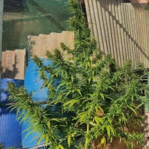Caribbean x (Jamaican Lambsbread x Jamaican Blue Mountain)