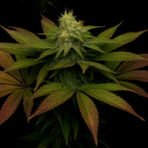 Cinderella 99 x (Pakistan Chitral Kush x Blush)