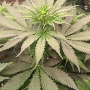 92 Thai x Afghan - Indica-type (Fem)