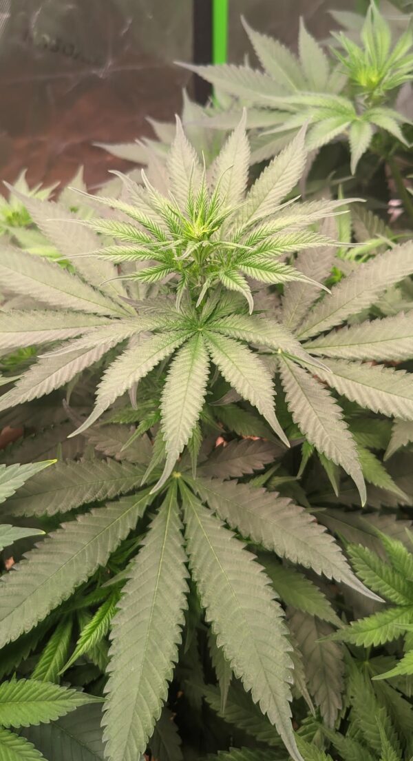 92 Thai x Afghan - Indica-type (Fem)