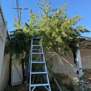 Nepalese Mountain Ganja