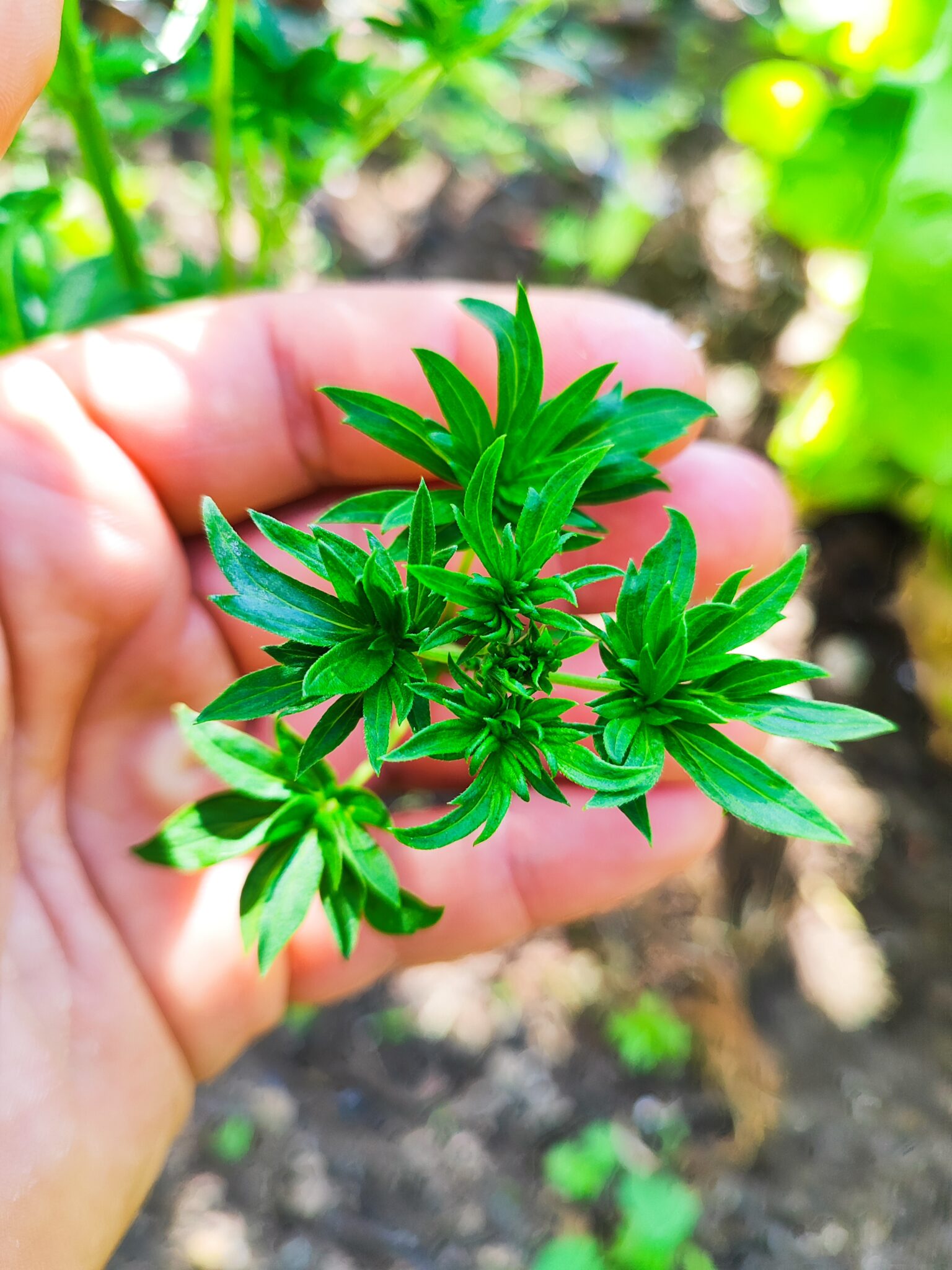 Australian Bastard Cannabis (A.B.C.) Kwik Seeds
