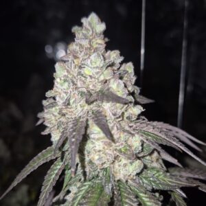Candy White