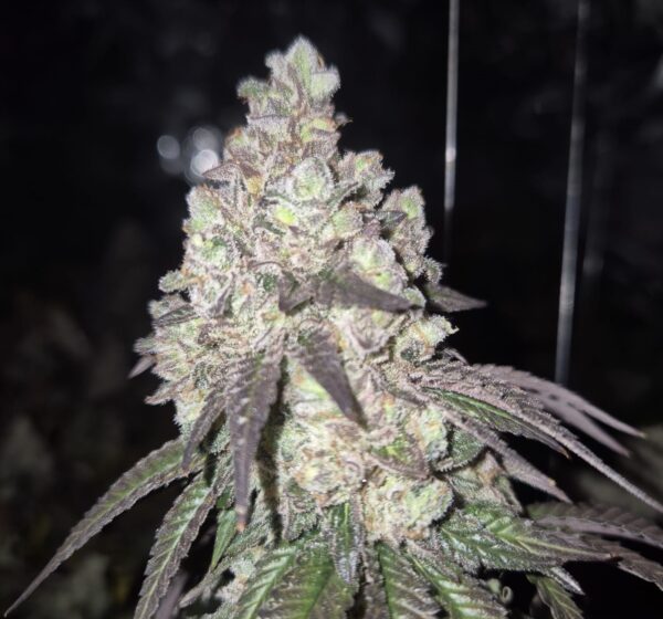 Candy White