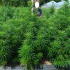 Caribbean x (Jamaican Lambsbread x Jamaican Blue Mountain) - Image 3