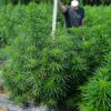 Caribbean x (Jamaican Lambsbread x Jamaican Blue Mountain) - Image 4