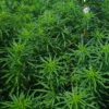 Caribbean x (Jamaican Lambsbread x Jamaican Blue Mountain) - Image 5