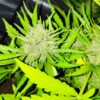 Auto Cheezkittlez - Image 2