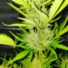 Auto Cheezkittlez - Image 3