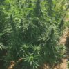 Auto Cheezkittlez - Image 5