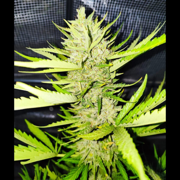 Auto Cheezkittlez