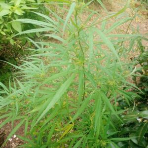 Dzamal – Madagascar (North)