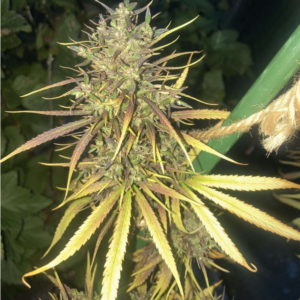 Dzamal – Madagascar (South)