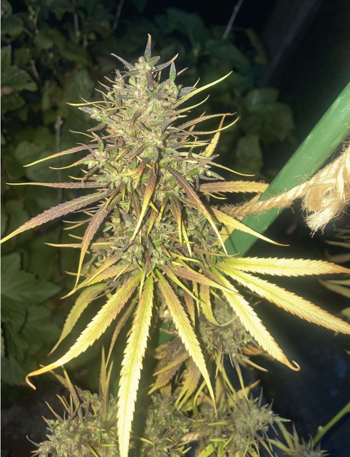 Dzamal – Madagascar (South)