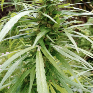 Dzamal – Madagascar (South)